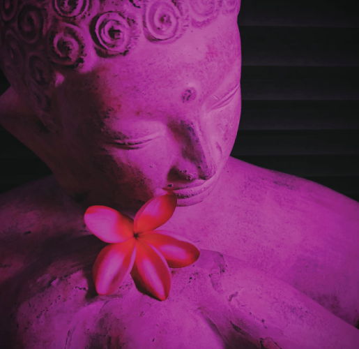 515x500-Pinks-3